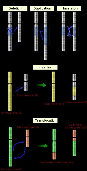 Chromosome abberrations (in vitro; mammalian cells): Large deletions and rearrangements
