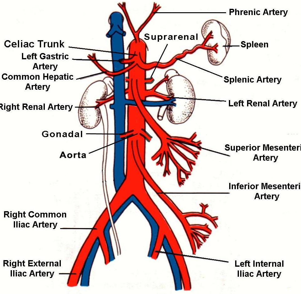 Arteries of the Abdomen Course of Abdominal Aorta Begin T12 Left of midline Bifurcation just below umbilicus L4 Branches AA Single ant: o Celiac trunk o SMA o IMA Paired