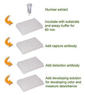 Schematic Procedure for Using the EpiQuik HDAC2 Assay Kit PROTOCOL 1. Prepare nuclear extracts by using your own successful method.