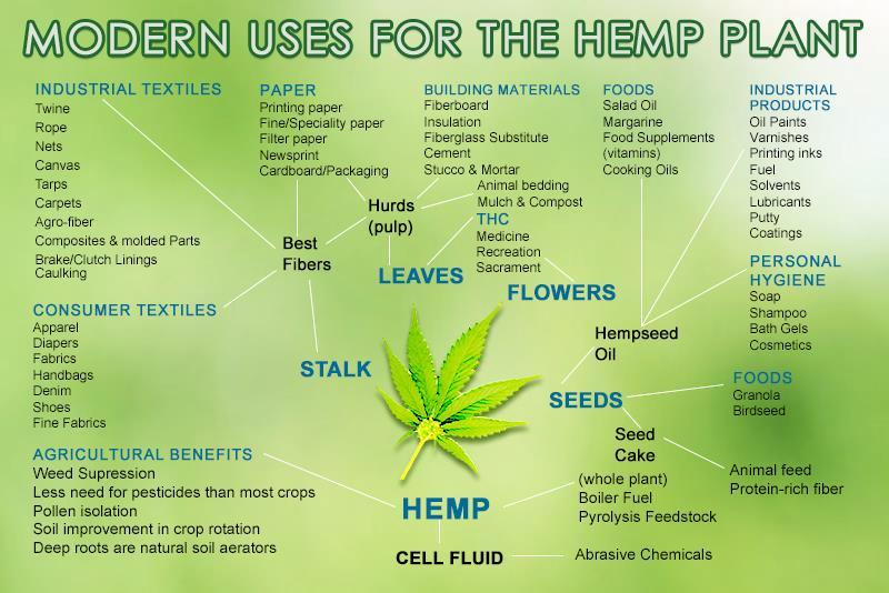 Modern uses for the hemp plant http://www.nkytribune.