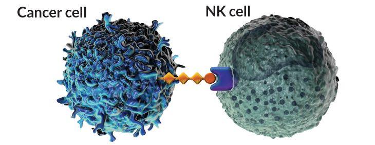 Blocking the protein on the tumor (shown) or the protein on the immune cell can wake up T cells to attack the tumor.