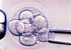 Several days after fertilization, a single cell is removed from the embryo. Genetic testing is performed on the single cell.