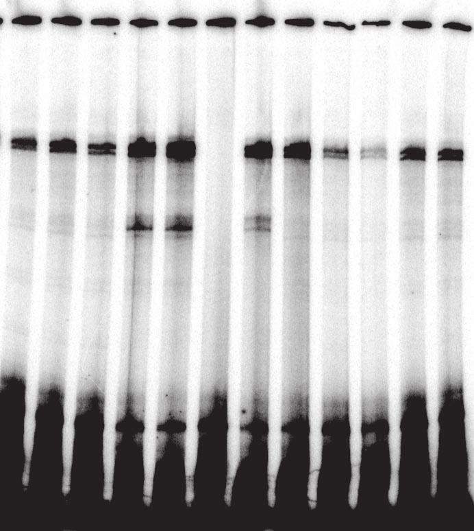 A Minx RNA substrate that contains a 5 splice site was used as a control in this experiment (lanes 3 and 4).