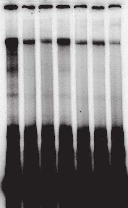 U170K protein was used to indicate the levels of U1 snrnps in these nuclear extracts.
