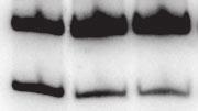Inclusion of exon 23a from this short reporter was analyzed by RT-PCR. (b) A short reporter carrying the same downstream mutations in AU-rich sequence as shown in Fig.