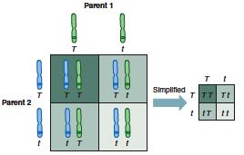 PUNNETT SQUARE Each parent can only contribute one allele per gene. These genes are found on the chromosomes of gametes of parents. Offspring will inherit 2 alleles to express that gene.