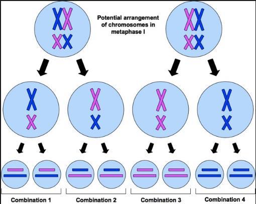 Mendel s law of segregation states: The two copies of a gene segregate (or separate) from each other during transmission from parent to offspring.