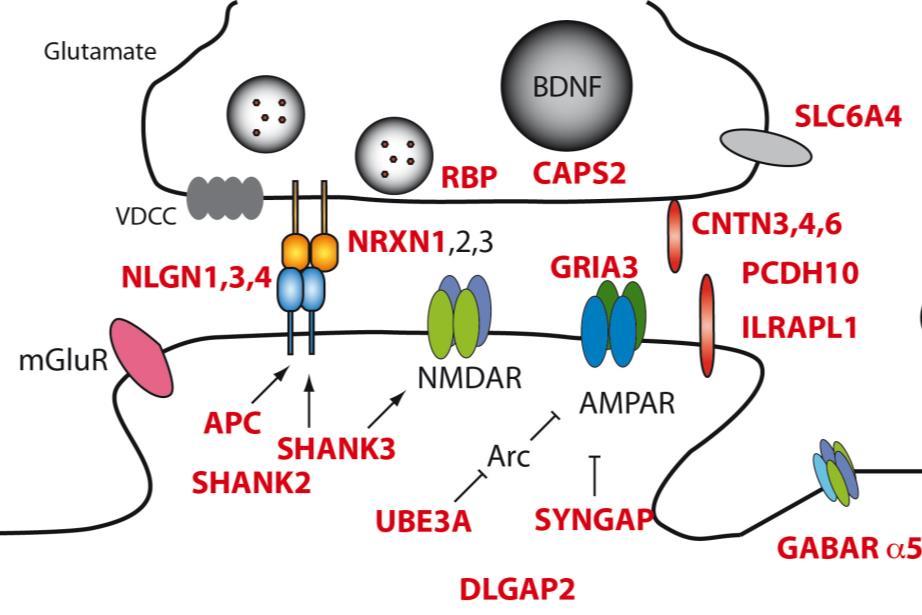 Nlgn3 mutant mice as models for non-syndromic forms of ASD Patients: NLGN3 R451C (Jamain et al., 2003 CNVs (del. (Gilman et al., 2011; Levy et al., 2011, Sanders et al.