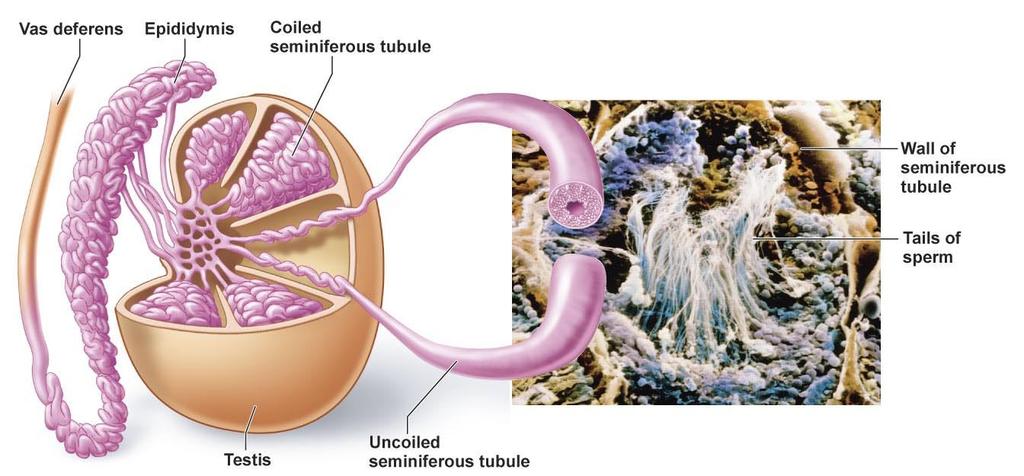 Seminiferous tubules Male Reproduction Organs Male Reproduction Organs - Glands 2. Epididymis: Sperm mature and are stored here. 3. Vas deferens conducts sperm from epididymis to the urethra. 4.