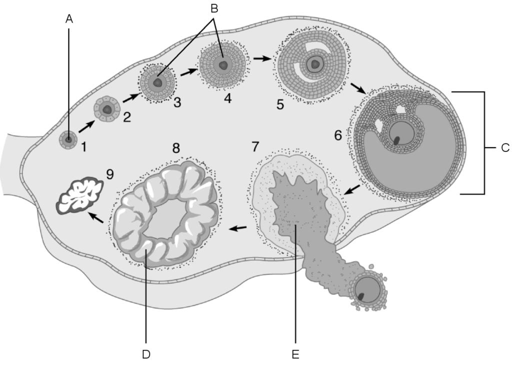 Figure 27.3 Using Figure 27.3, match the following: 7) The stage called ovulation. 7) 8) Vesicular (Graafian) follicle. 8) 9) Primary follicles. 9) 10) Primordial follicle. 10) 11) Corpus luteum.