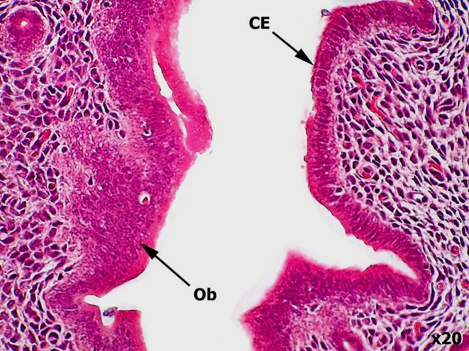 Common artefacts x4 Skin Vagina Urethra Figure 4.6 Normal skin (mouse, H&E).