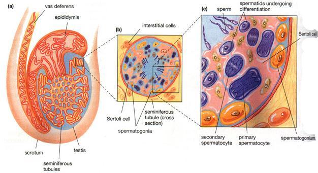 Spermatogenesis occurs in the seminiferous tubules. Here spermatogonia cells (diploid) start to undergo meiosis.