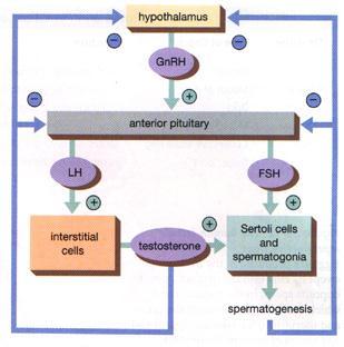 At puberty the hypothalamus releases gonadotropin-releasing hormone (GnRH).