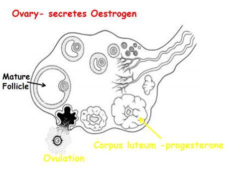 The corpus luteum then secretes the sex hormone Progesterone Oestrogen stimulates the proliferation of the Endometrium, the inner layer of the uterus This prepares the uterus for implantation of an