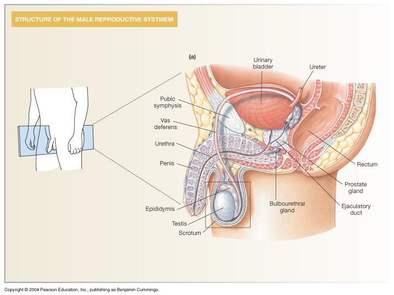 Male Reproductive Anatomy and Physiology