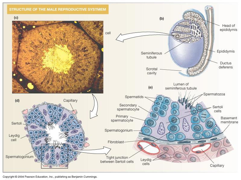 Spermatogenesis: Sperm Production in the Testis