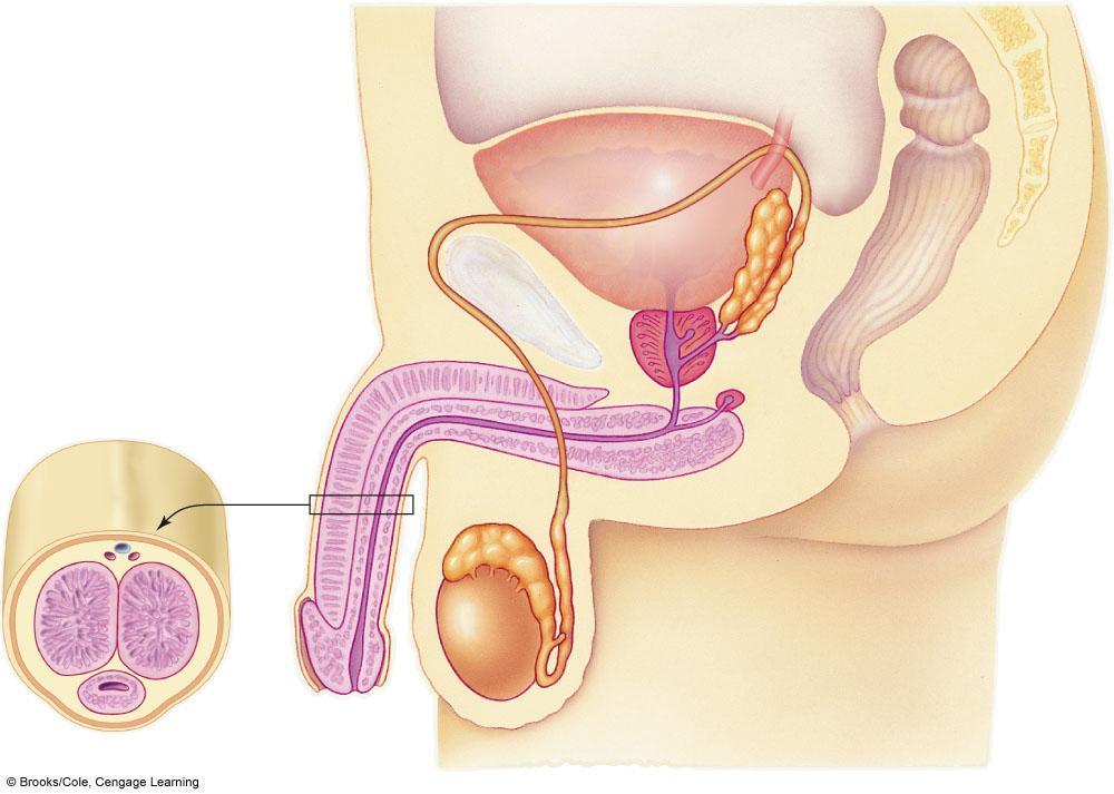 Prostate Gland An exocrine gland that contributes some fluid to the semen urinary bladder Urethra Duct with dual functions; channel for ejaculation of sperm during sexual arousal and for excretion of