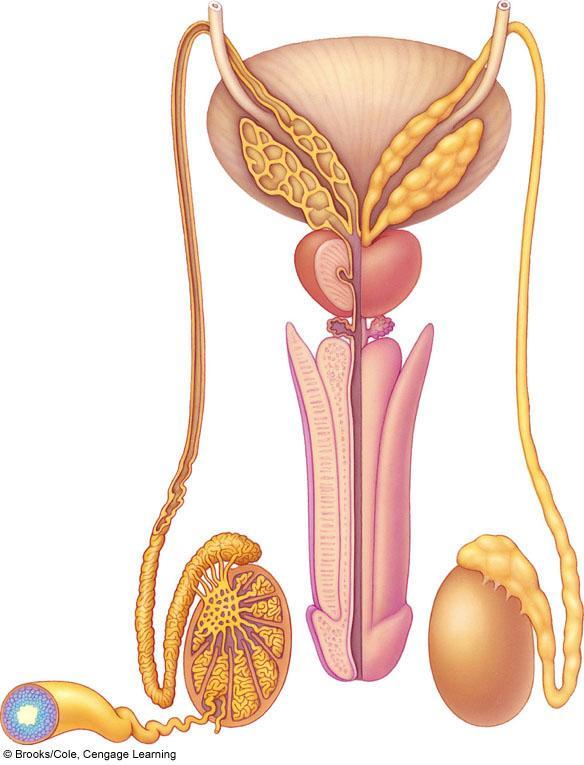 vas deferens seminal vesicle prostate gland bulbourethral gland