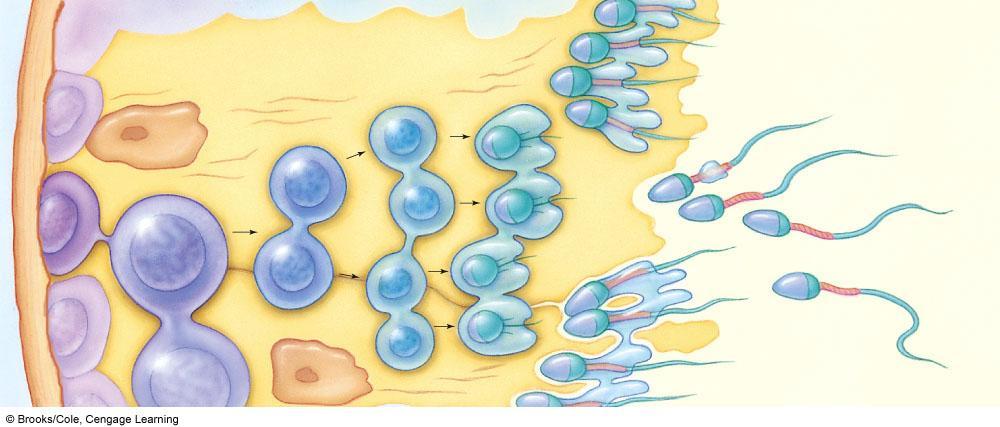 mitosis meiosis I meiosis II lumen Sertoli cell secondary spermatocyte early spermatids