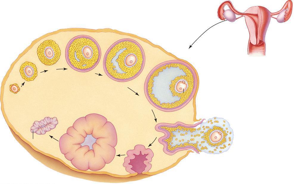 B The zona pellucida, a transparent, slightly elastic layer, starts to form around primary oocyte. A A primary oocyte, not yet released from meiosis I.