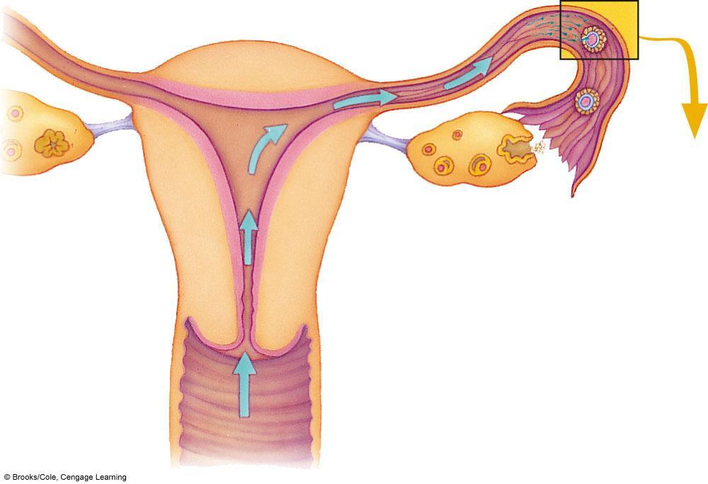 oviduct Fertilization ovary uterus Ovulation opening of cervix vagina A Fertilization most often occurs in the oviduct.