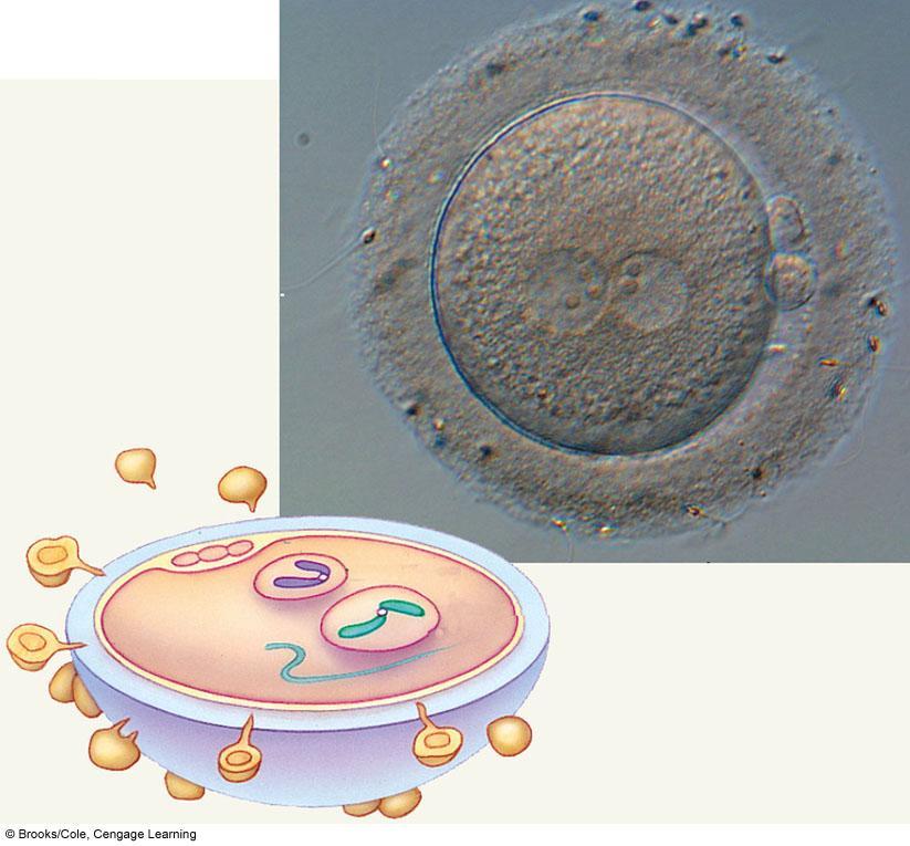 zona pellucida haploid egg and sperm nuclei C The oocyte nucleus completes meiosis II, forming a nucleus with a haploid maternal genome. The sperm s tail and other organelles degenerate.