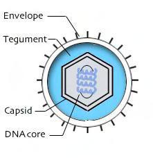 VIRAL STRUCTURE Core: Consists of a single linear molecul of dsdna in the form of a torus Capsid: Surrounding the core w/ a 100 nm diameter