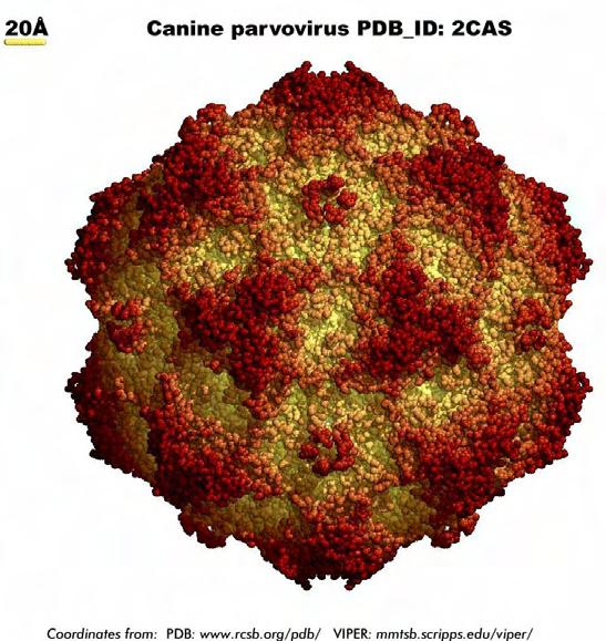 Properties of Parvoviruses Structure Icosahedral 18-26 nm diameter Single-stranded DNA, 5.