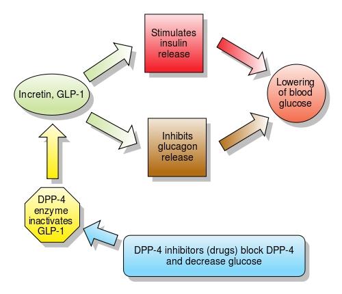 Mode of Action Physiology Refresher Metformin: Decreases gluconeogenesis of the liver Increases glucose uptake at muscle.