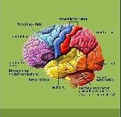 is Midbrain Activation Why should the midbrain be