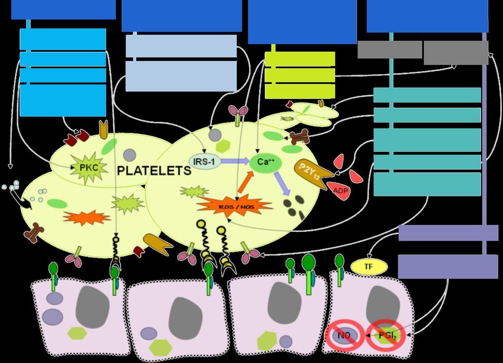 Mechanisms Involved in Platelet Dysfunction in Diabetes Mellitus Hyperglycemia Increased P-selectin expression