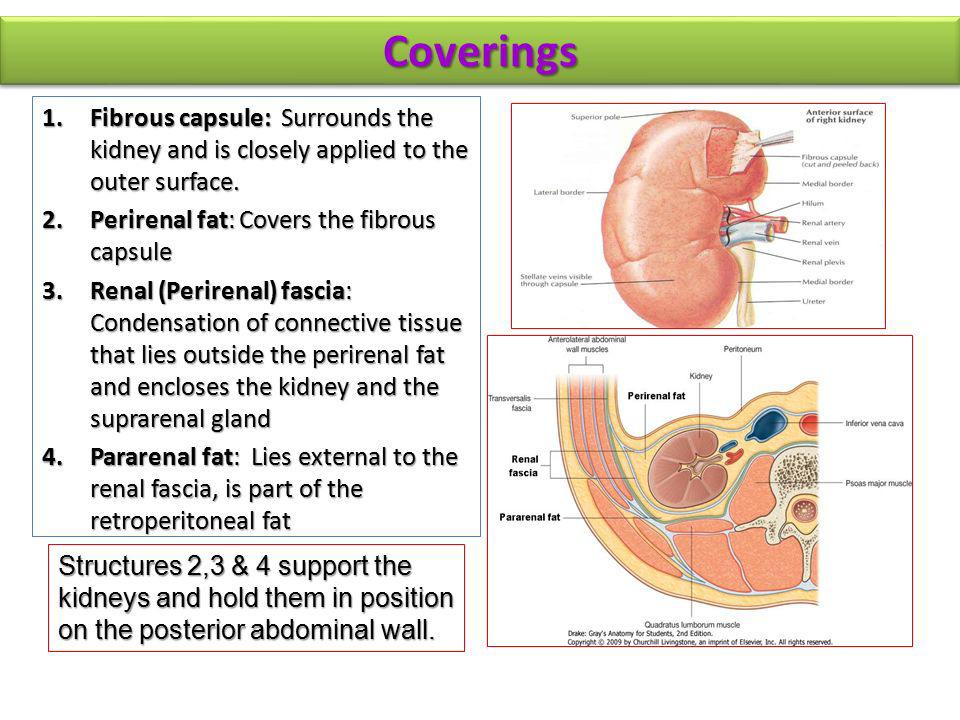 Transports urine out of the body Hepatic veins (cut) Esophagus (cut) Inferior vena cava Adrenal gland Aorta Iliac crest Rectum (cut) Uterus (part of female