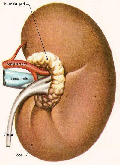 Peritoneal cavity (organs removed) Posterior Inferior vena cava Aorta Supportive tissue layers Renal fascia anterior posterior Perirenal fat capsule Fibrous