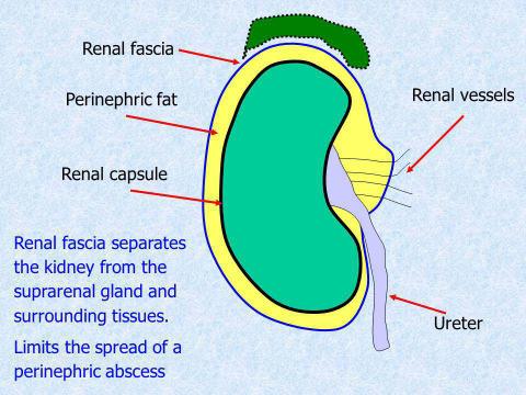 External anatomy 3 tissue layers surround & support Fibrous capsule Perirenal fat capsule Renal fascia Hydronephrosis