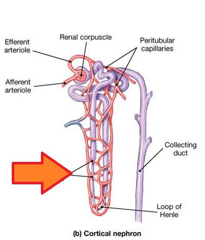 Peritubular capillaries Low-pressure, porous capillaries adapted for absorption Arise from efferent s Cling to adjacent renal tubules in cortex Empty into venules Cortical nephrons 85% of nephrons;
