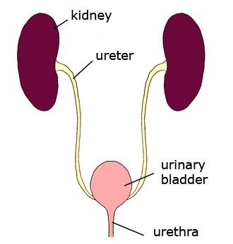 s Convey urine from kidneys to bladder Retroperitoneal location Enter base of bladder through