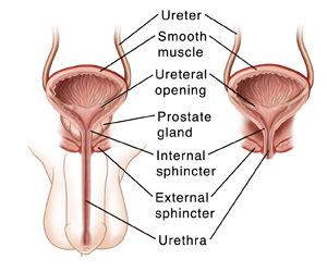 Aorta Iliac crest Renal artery Renal hilum Renal vein Kidney Sphincters Internal ANS control