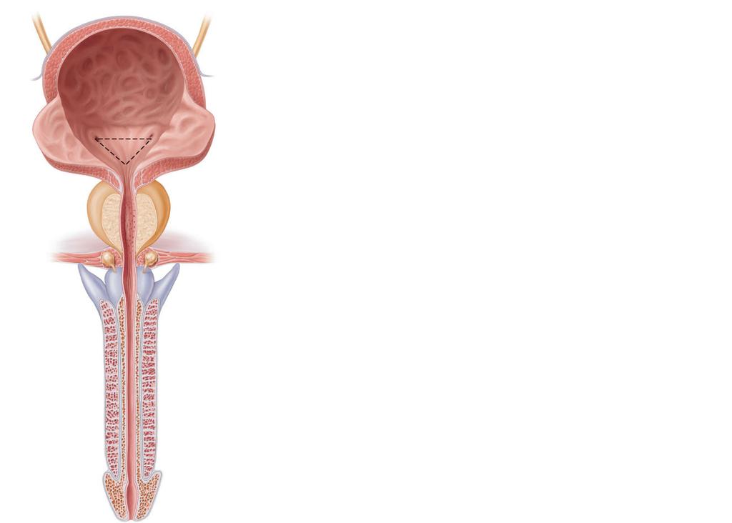 21b Peritoneum Rugae Detrusor muscle Adventitia ic orifices Trigone of bladder Bladder neck Internal urethral sphincter Prostate Prostatic urethra Urogenital diaphragm External
