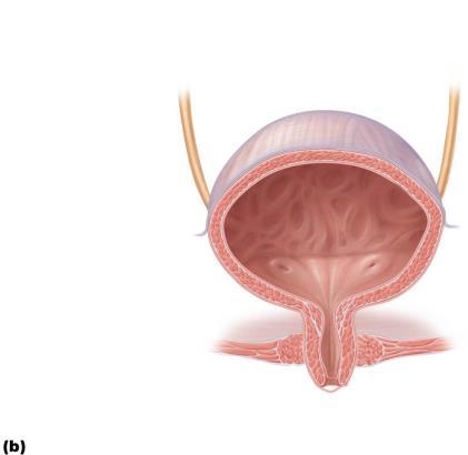 Peritoneum Ureter Rugae Detrusor Structure of the urinary bladder and urethra.