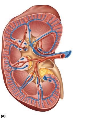 Figure 25.5a Blood vessels of the kidney.