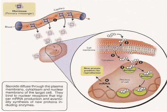 Lipo-soluble hormones bind to intracellular receptors and act