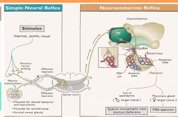 Neural and neuroendocrine reflexes cause rapid changes in their target and both are involved in hormone secretion.