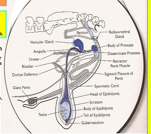 The bull reproductive tract and its overall components and functions Main components: Scrotum Spermatic chord Testis Epididymis Accessory sex glands Penis