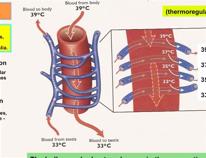 (thermoregulation) 39 C 37 C 35 C 33 C The bull vascular heat exchanger