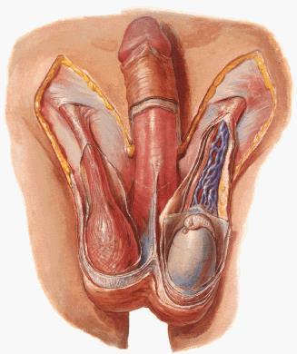 Scrotum o An out pouching of loose skin & superficial fascia. o The left scrotum is slightly lower than the right. o Functions: Houses and protects the testis.