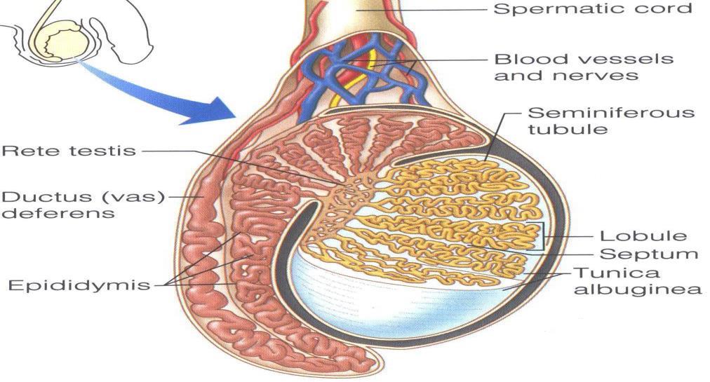 Testes Coverings & Internal Structures Coverings 1. Tunica Vaginalis: outer Peritoneal covering, formed of parietal and visceral layers. It surrounds testis & epididymis.