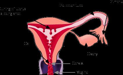 Functions of the female reproductive Menstrual Cycle- Usually 28 days Four stages: Follicle stage Ovulation