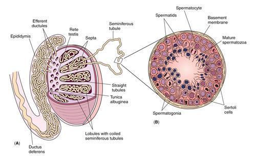 Structures of the male reproductive Sperm or spermatozoa- The male gamete (sex cell) for