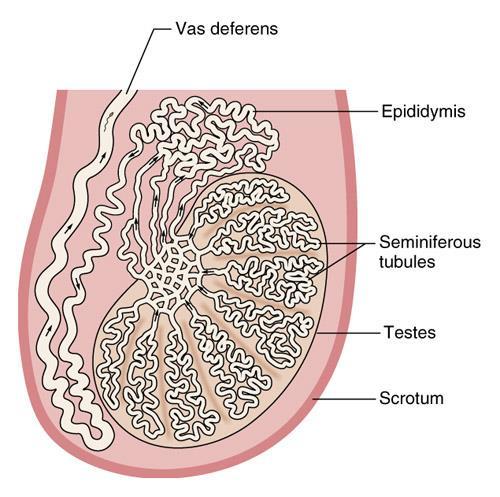 Functions of the male reproductive : Structures of the Testes- Seminiferous tubules- Each teste contains 1-4 minute, convoluted tubules Area of sperm production (Spermatogenesis) Takes