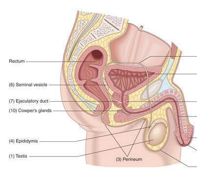 Functions of the male reproductive : Bulbourethral glands- Also called Cowper s gland Pea-sized; located inferior to the prostate It is a clear, viscous preejaculate secretion.